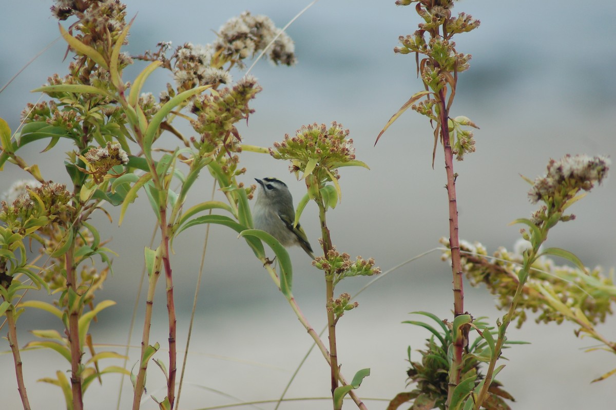 Golden-crowned Kinglet - ML41406781