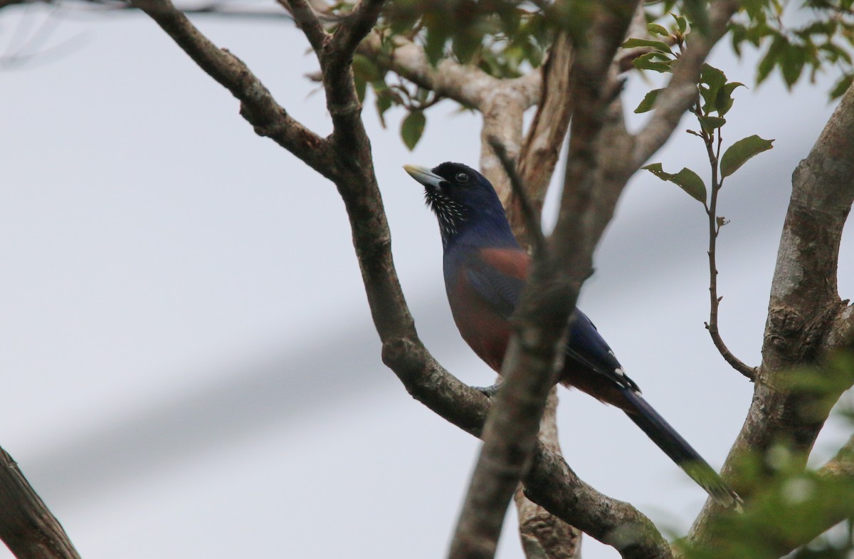 Lidth's Jay - ML41406841