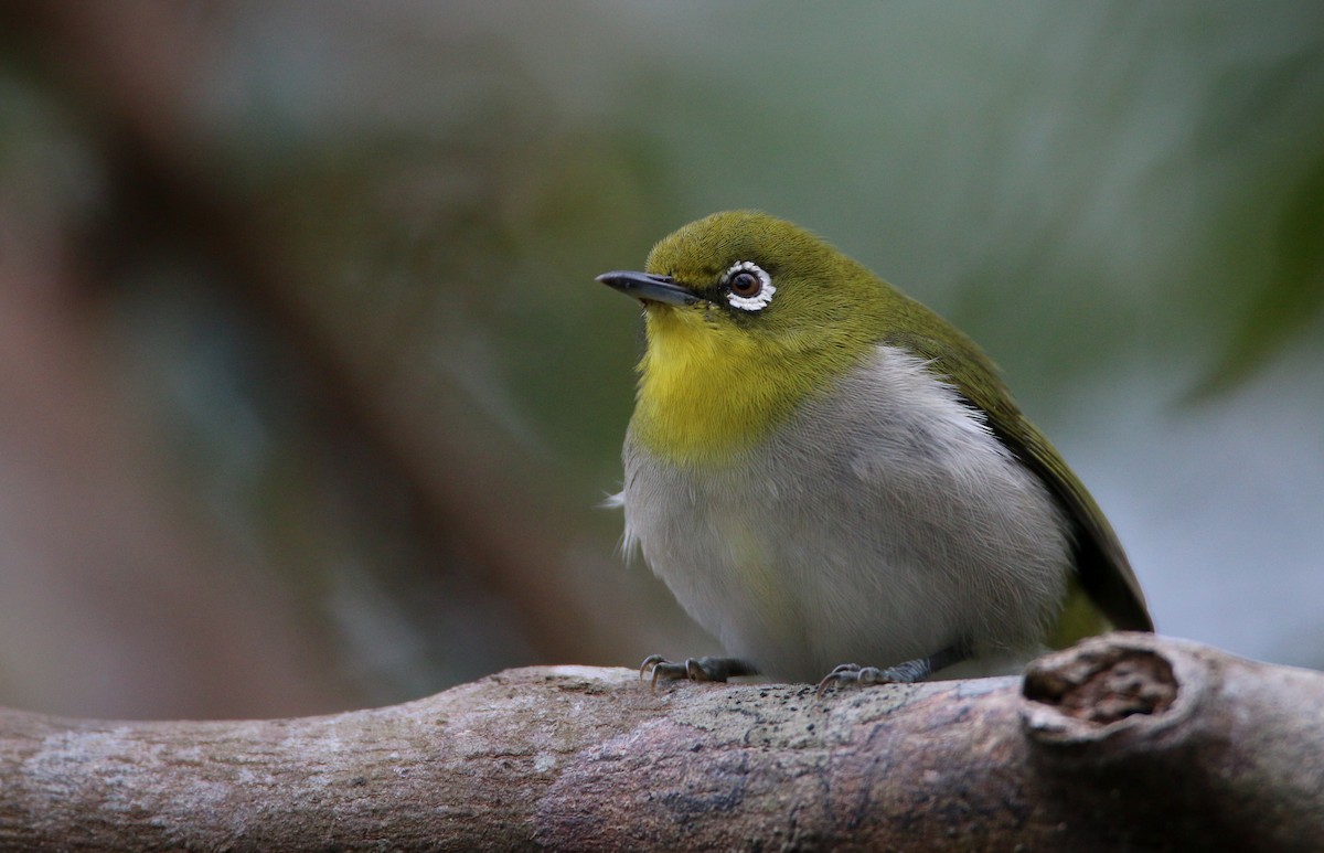 Warbling White-eye - ML41406861