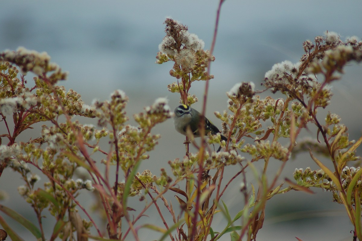 Golden-crowned Kinglet - ML41406891