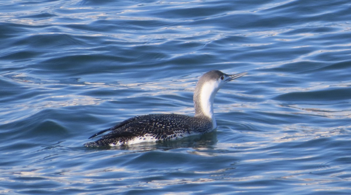 Red-throated Loon - ML414069411
