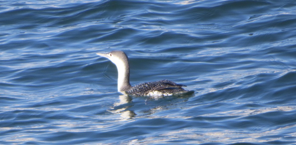 Red-throated Loon - ML414069681