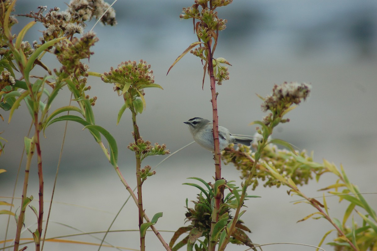 Golden-crowned Kinglet - ML41406971