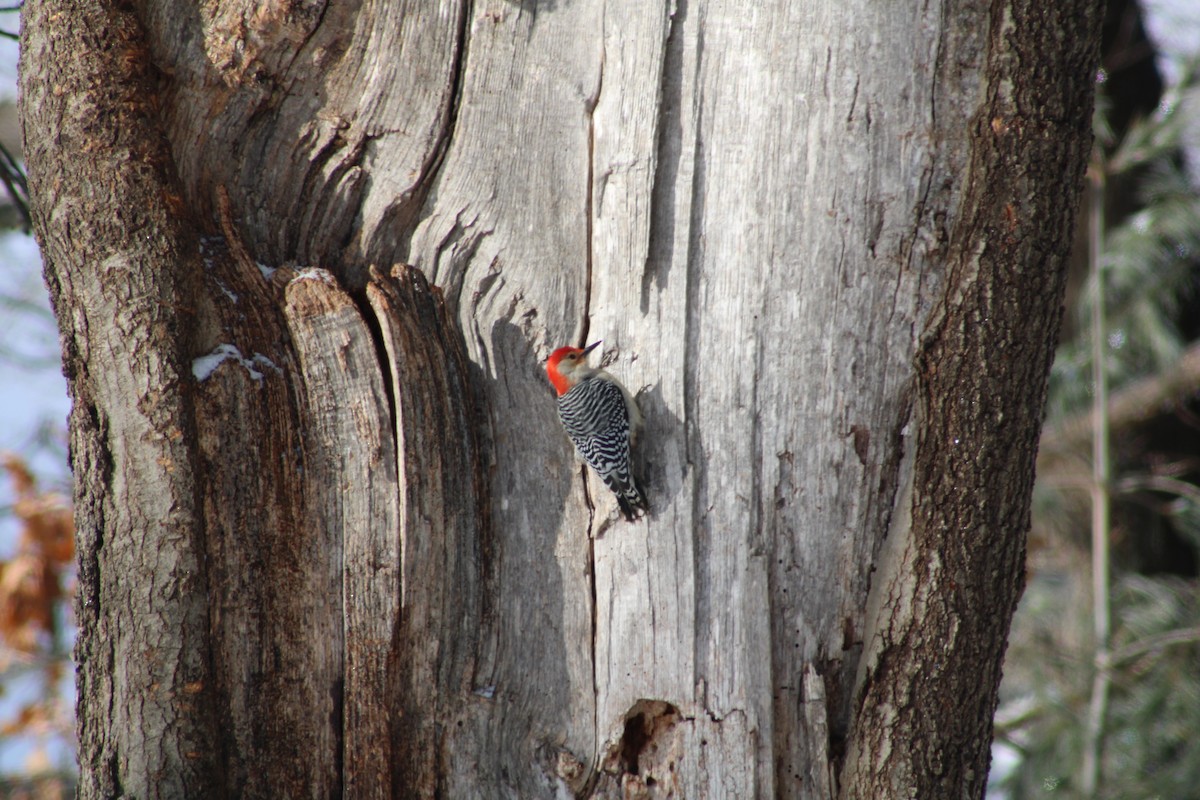 Red-bellied Woodpecker - ML414070021