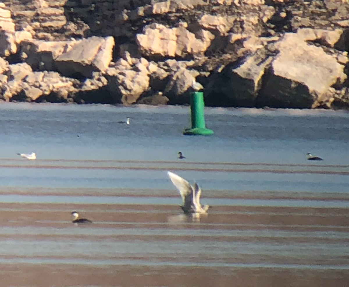 Glaucous Gull - ML414070171