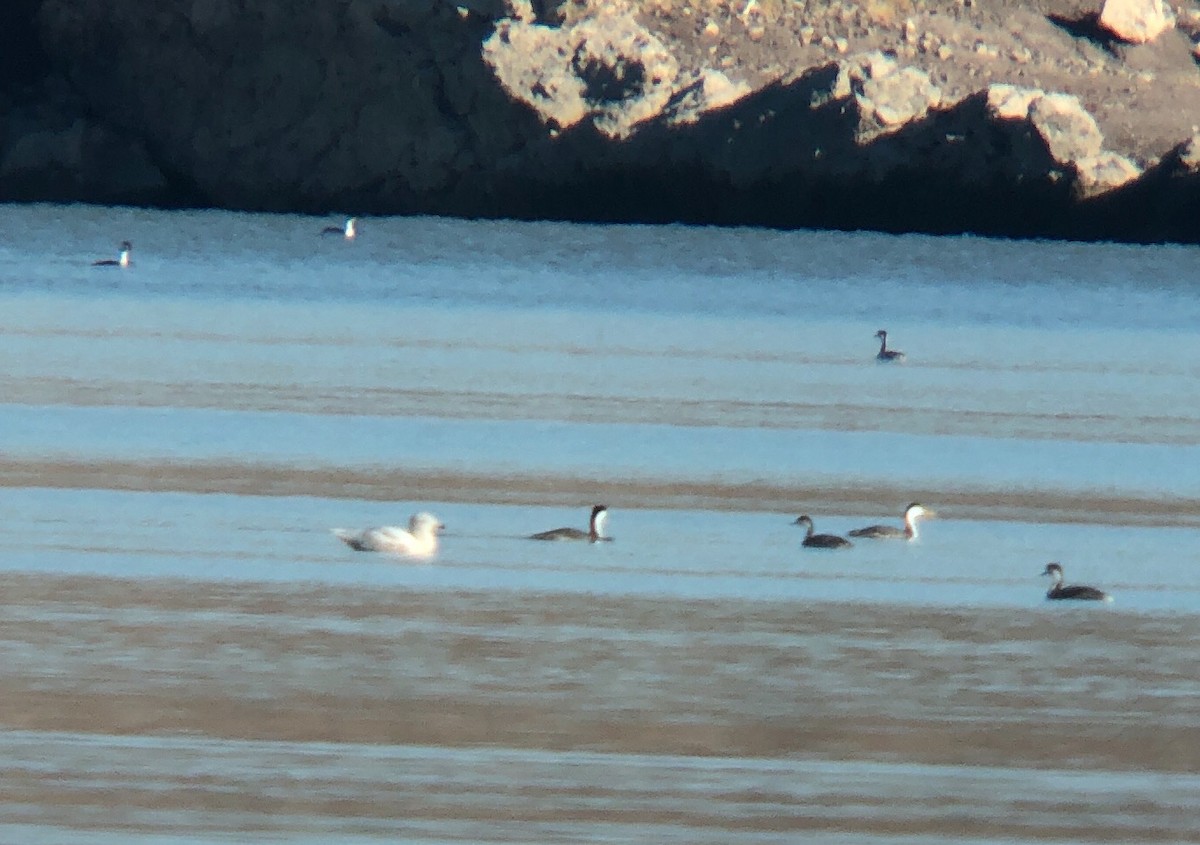 Glaucous Gull - Raymond VanBuskirk