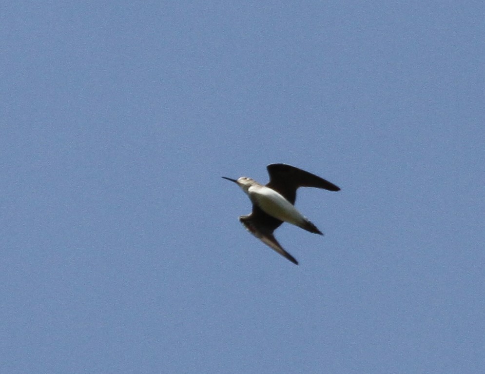 Solitary Sandpiper - ML414073911