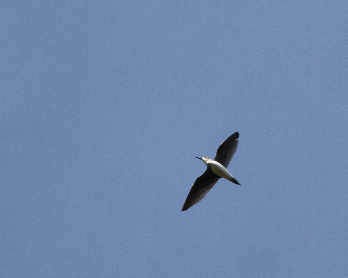 Solitary Sandpiper - ML414073921