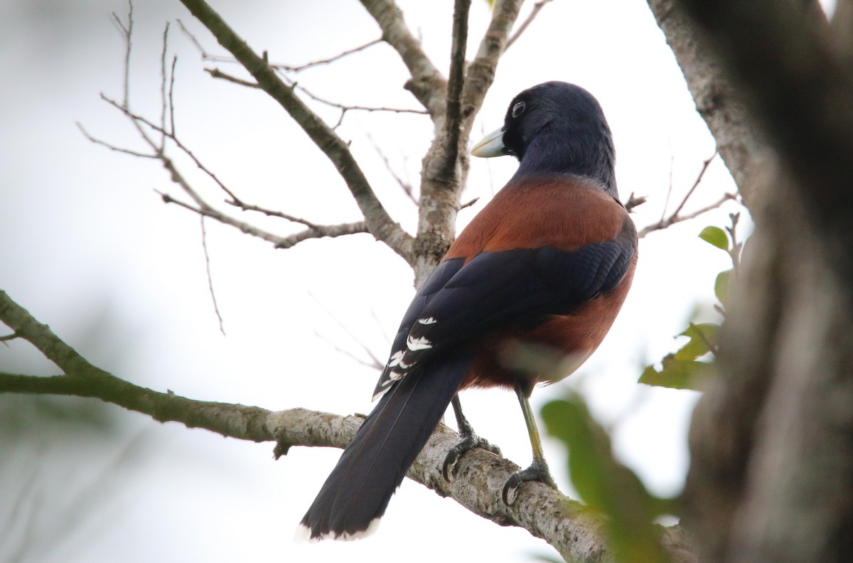 Lidth's Jay - ML41407411