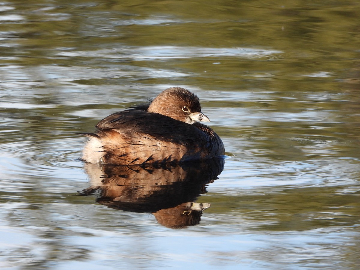 Pied-billed Grebe - Justin Flint