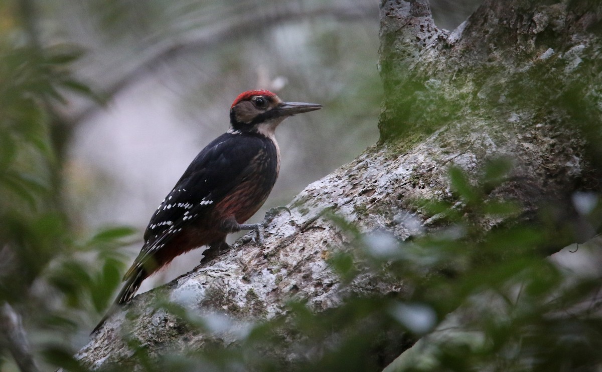 White-backed Woodpecker - ML41407441