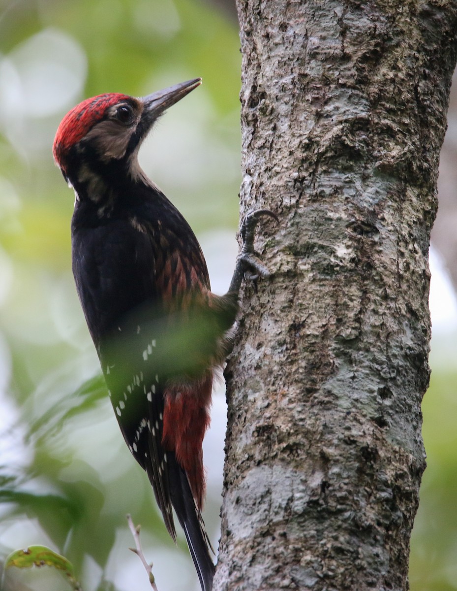 White-backed Woodpecker - ML41407451