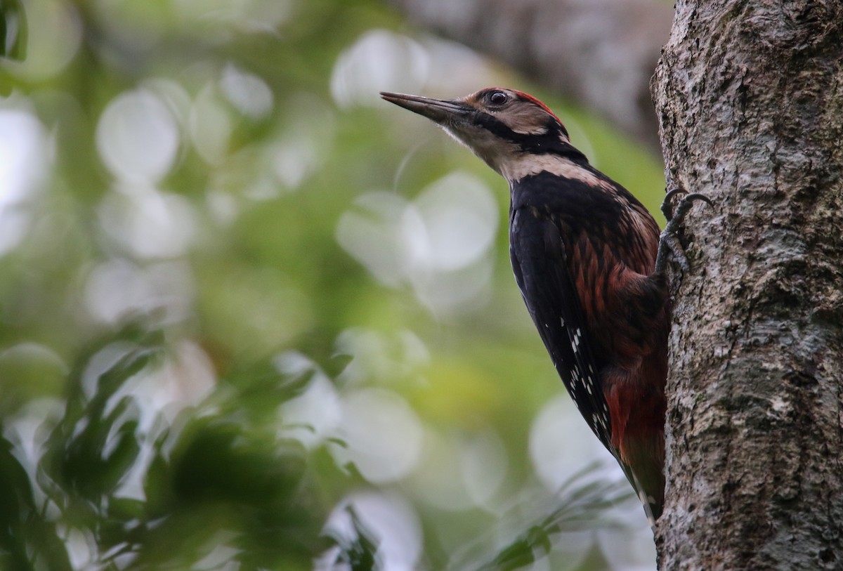 White-backed Woodpecker - ML41407461