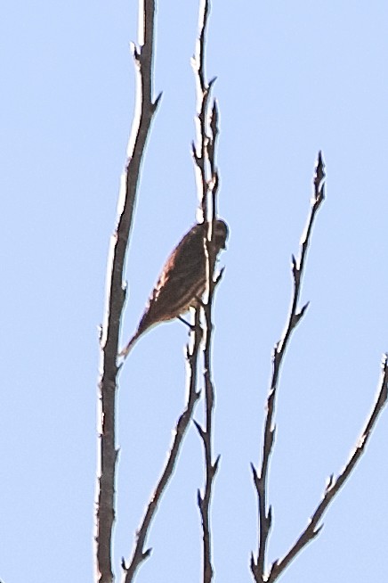 Purple Finch - Jodi Boe