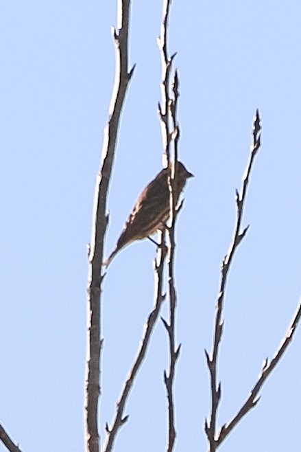 Purple Finch - ML414076211