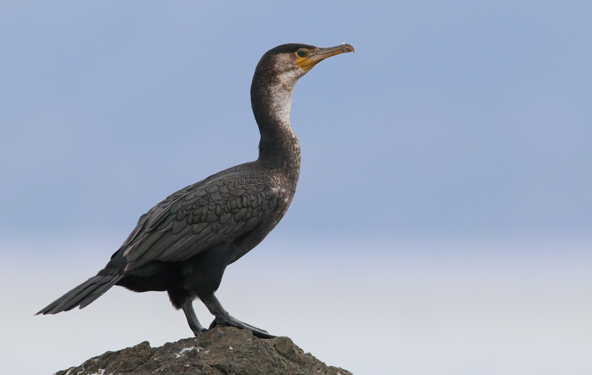 Japanese Cormorant - ML41407691