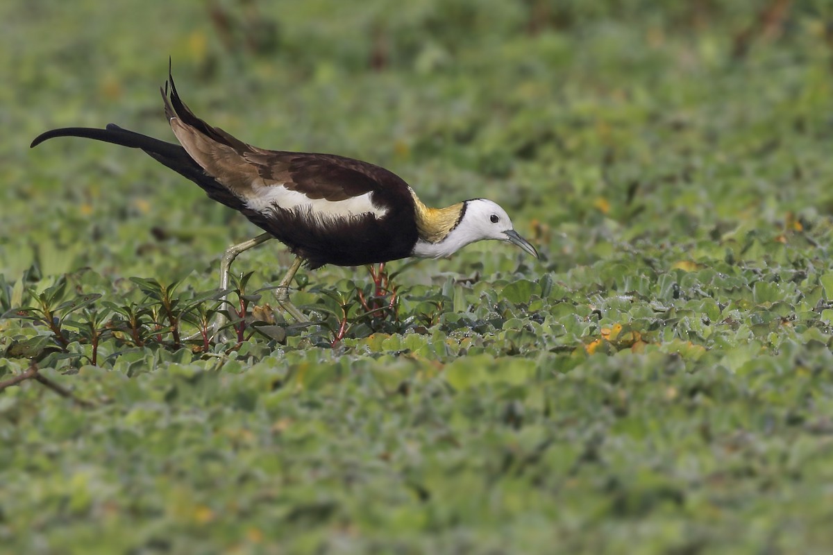 Pheasant-tailed Jacana - ML414077891