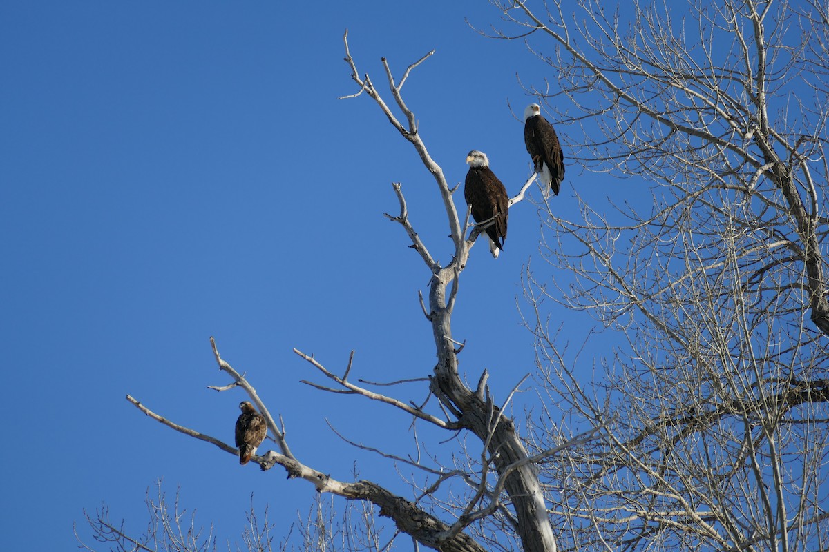 Weißkopf-Seeadler - ML414079141