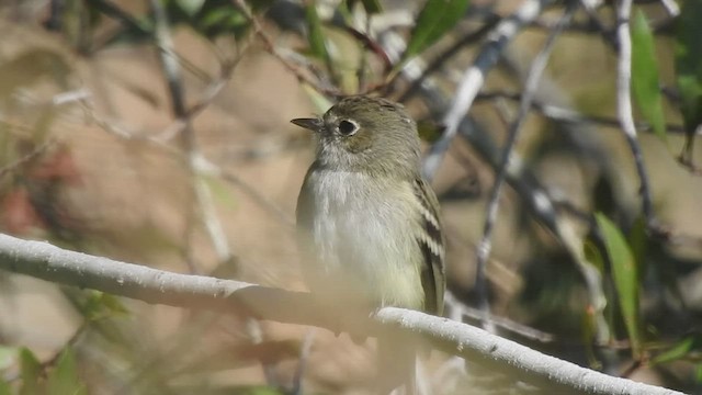 Moucherolle tchébec - ML414079331