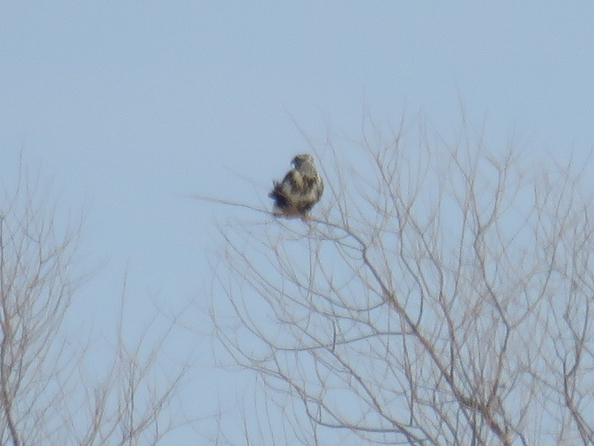 Rough-legged Hawk - ML414079611