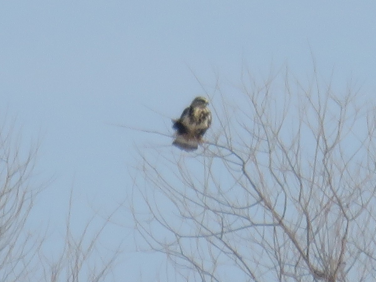 Rough-legged Hawk - ML414079691