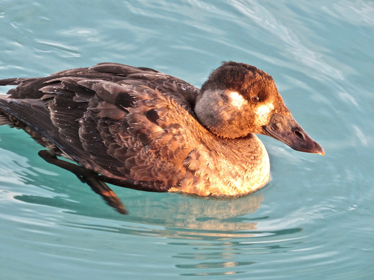 Surf Scoter - ML414079821