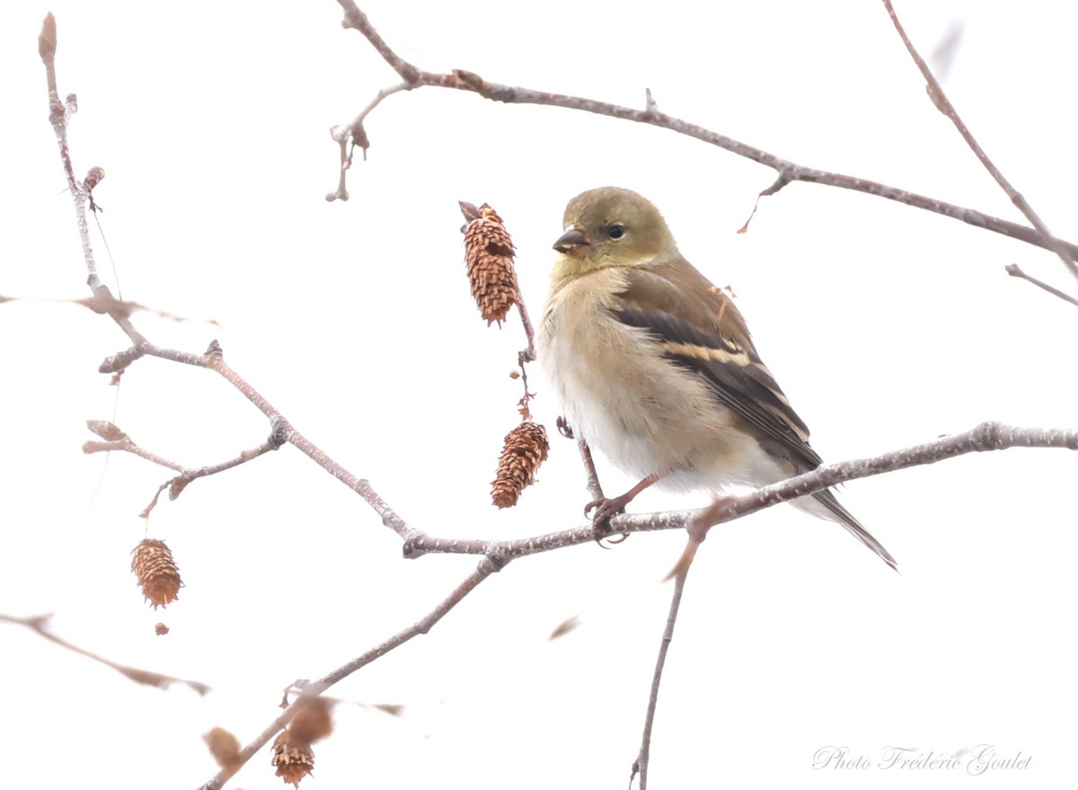 American Goldfinch - ML414081051