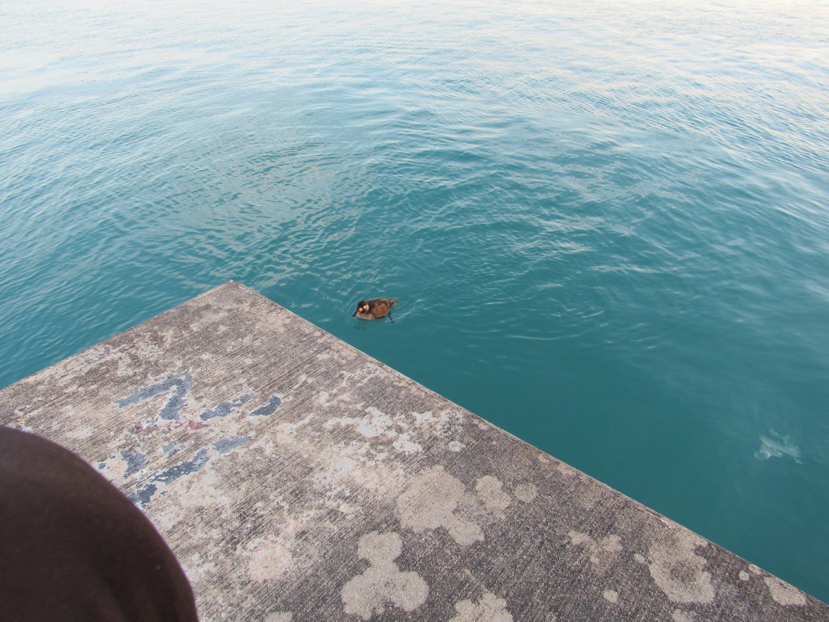 Surf Scoter - ML414081611