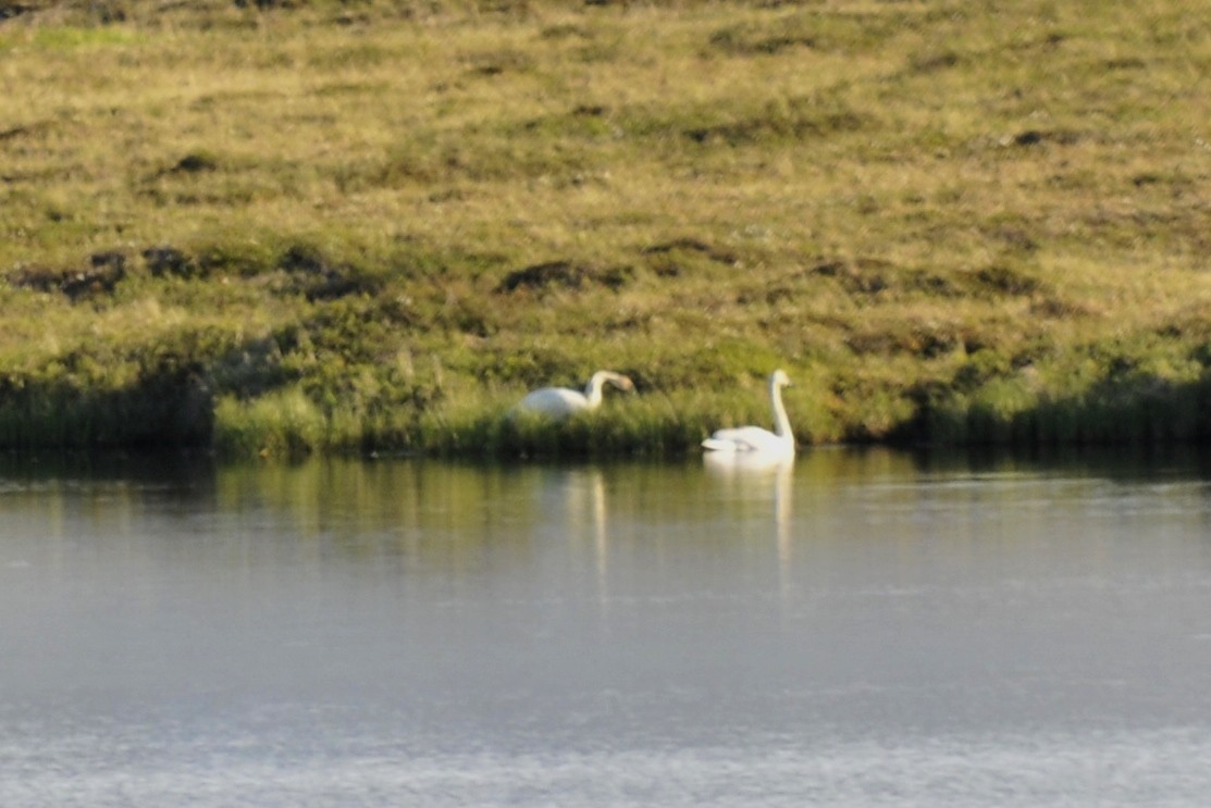 Cygne siffleur - ML41408201