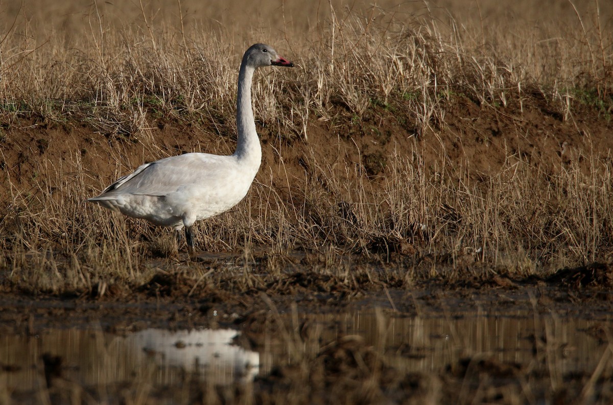 Zwergschwan (bewickii) - ML41408261