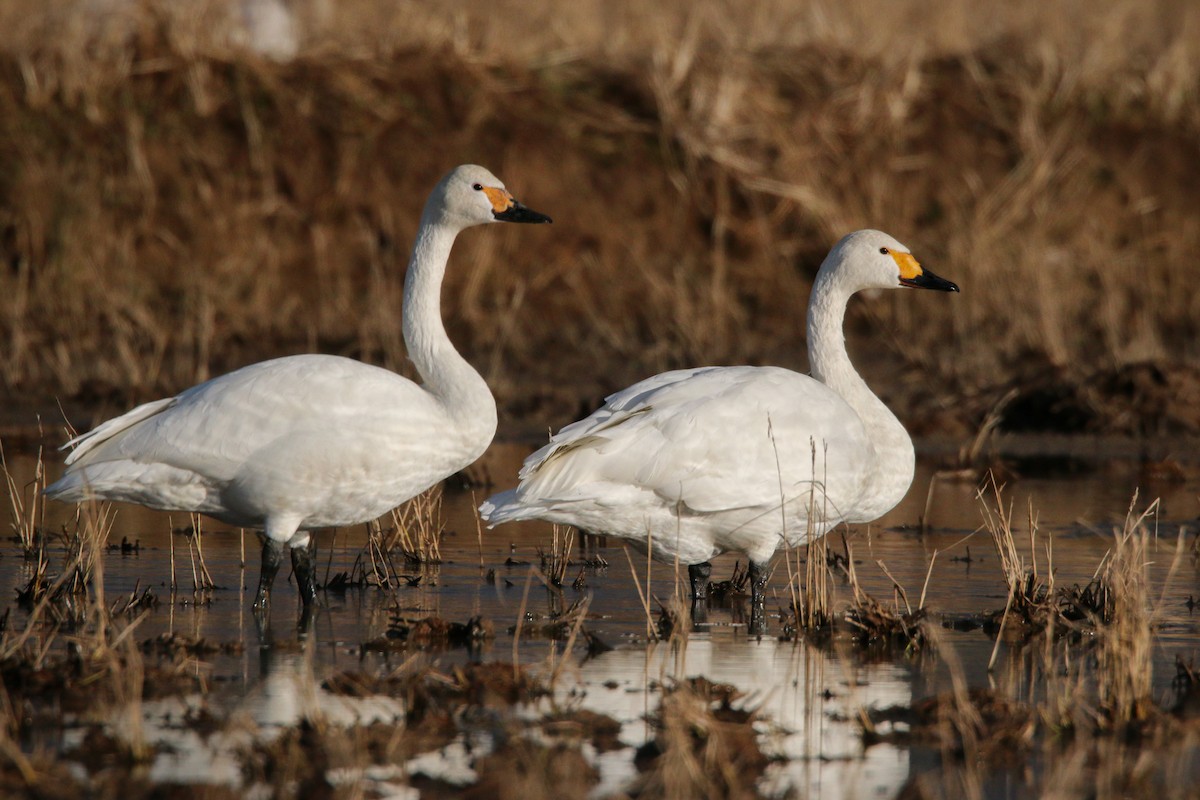 Tundra Swan (Bewick's) - Ian Davies