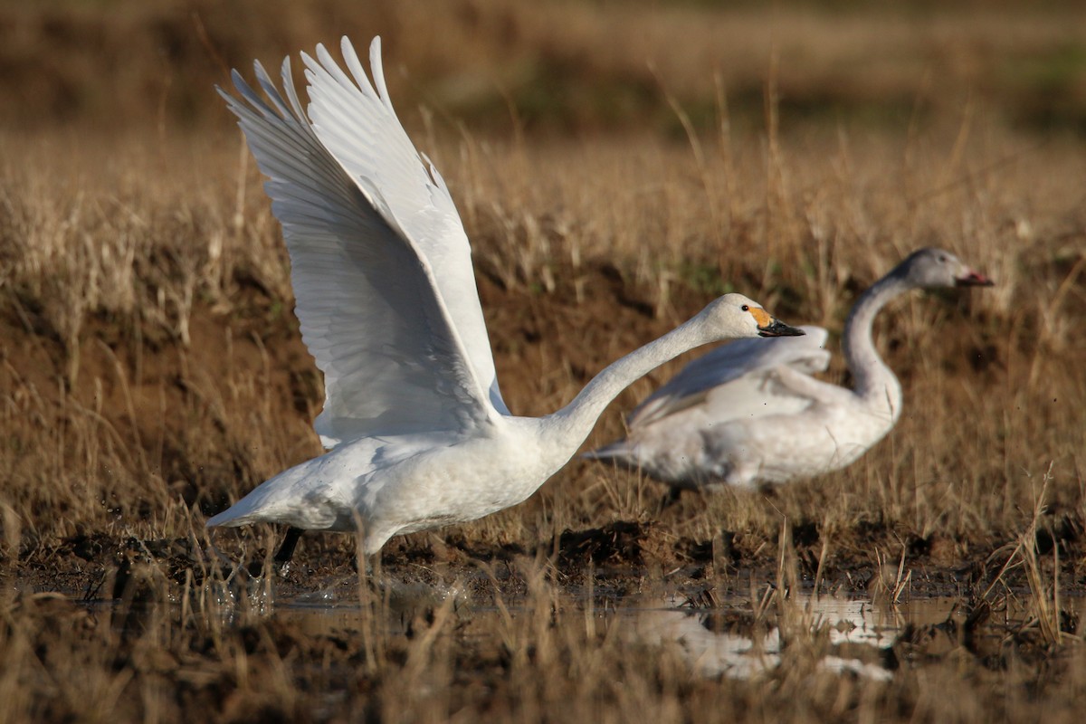 Tundra Swan (Bewick's) - ML41408281