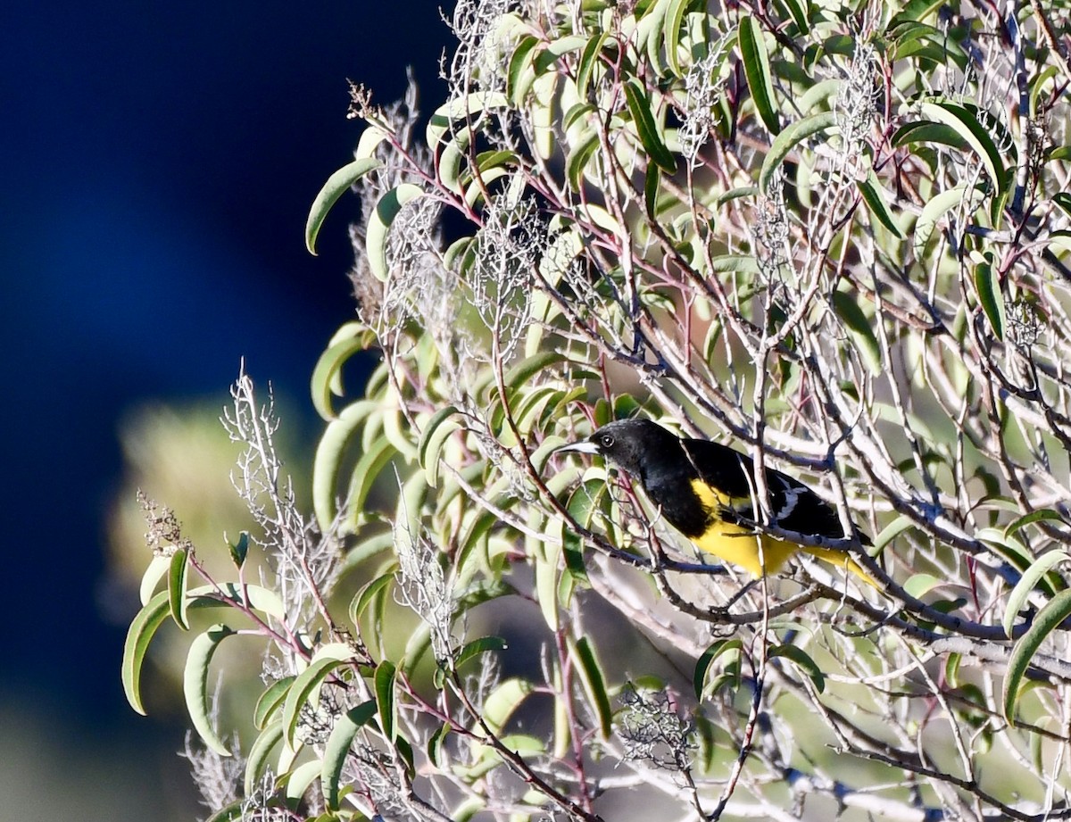 Scott's Oriole - ML414083821