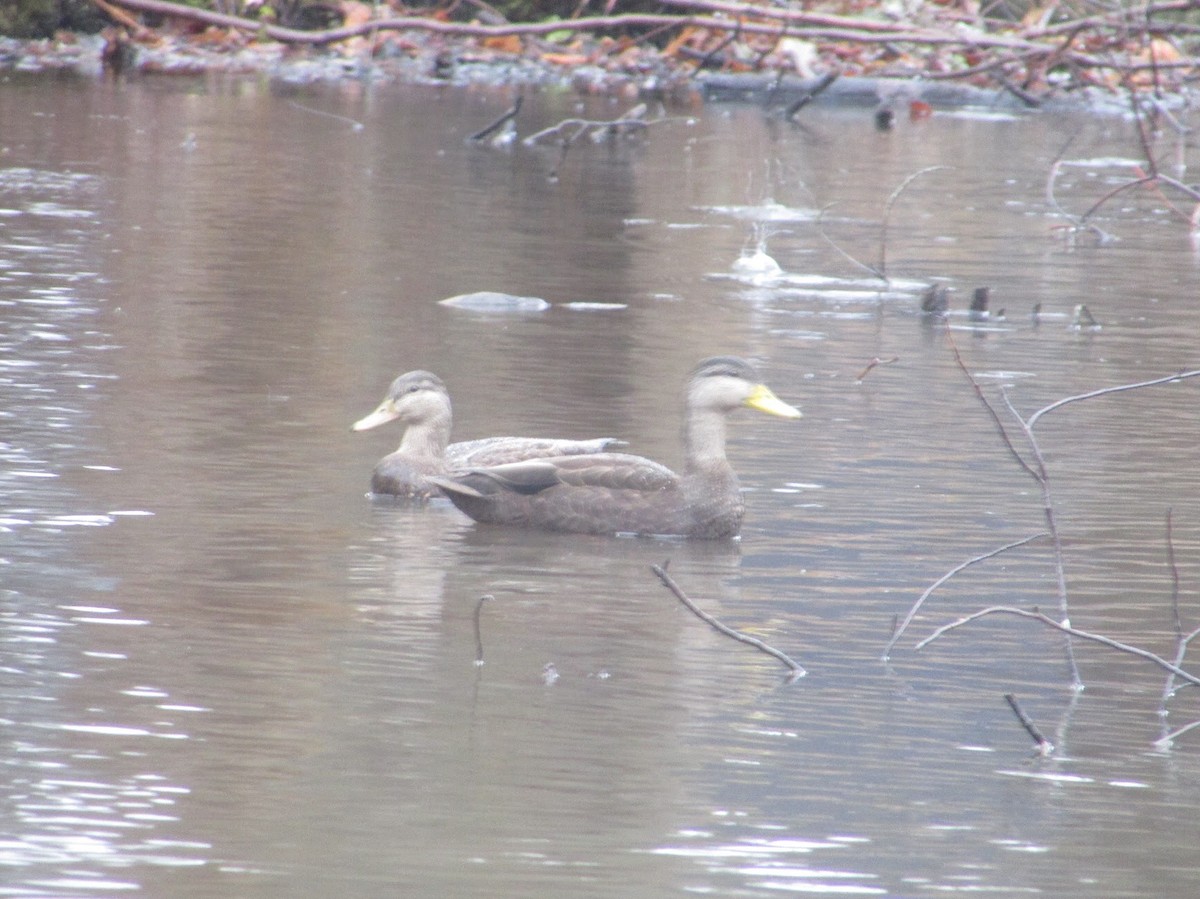 American Black Duck - ML414084001