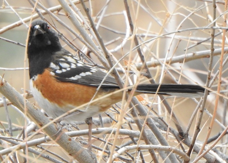 Spotted Towhee - ML414084781