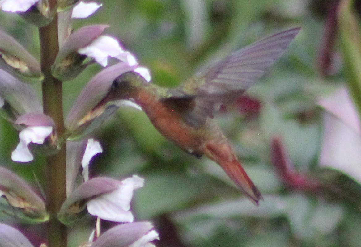 Cinnamon Hummingbird - Mario Trejo