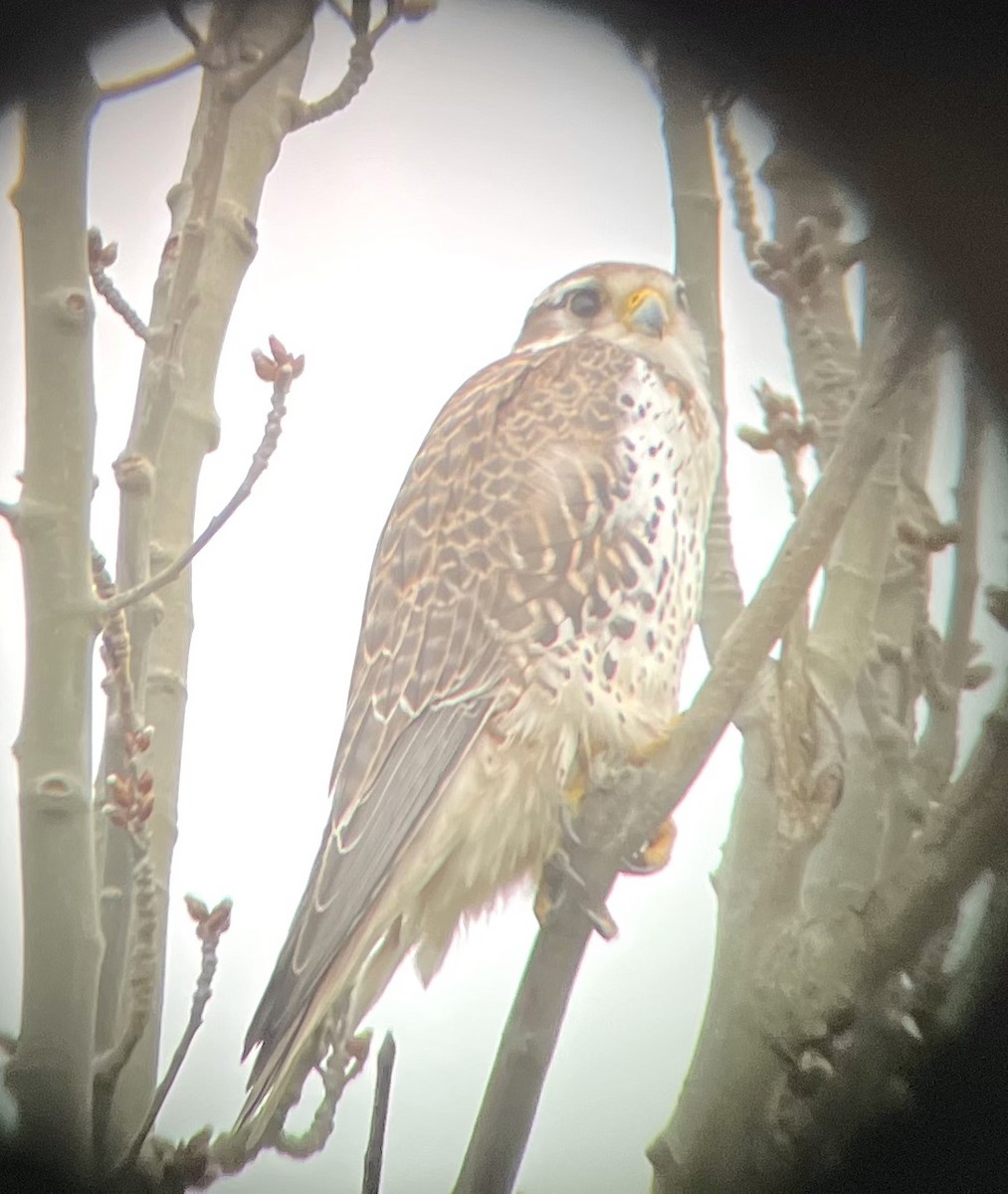 Prairie Falcon - ML414085531