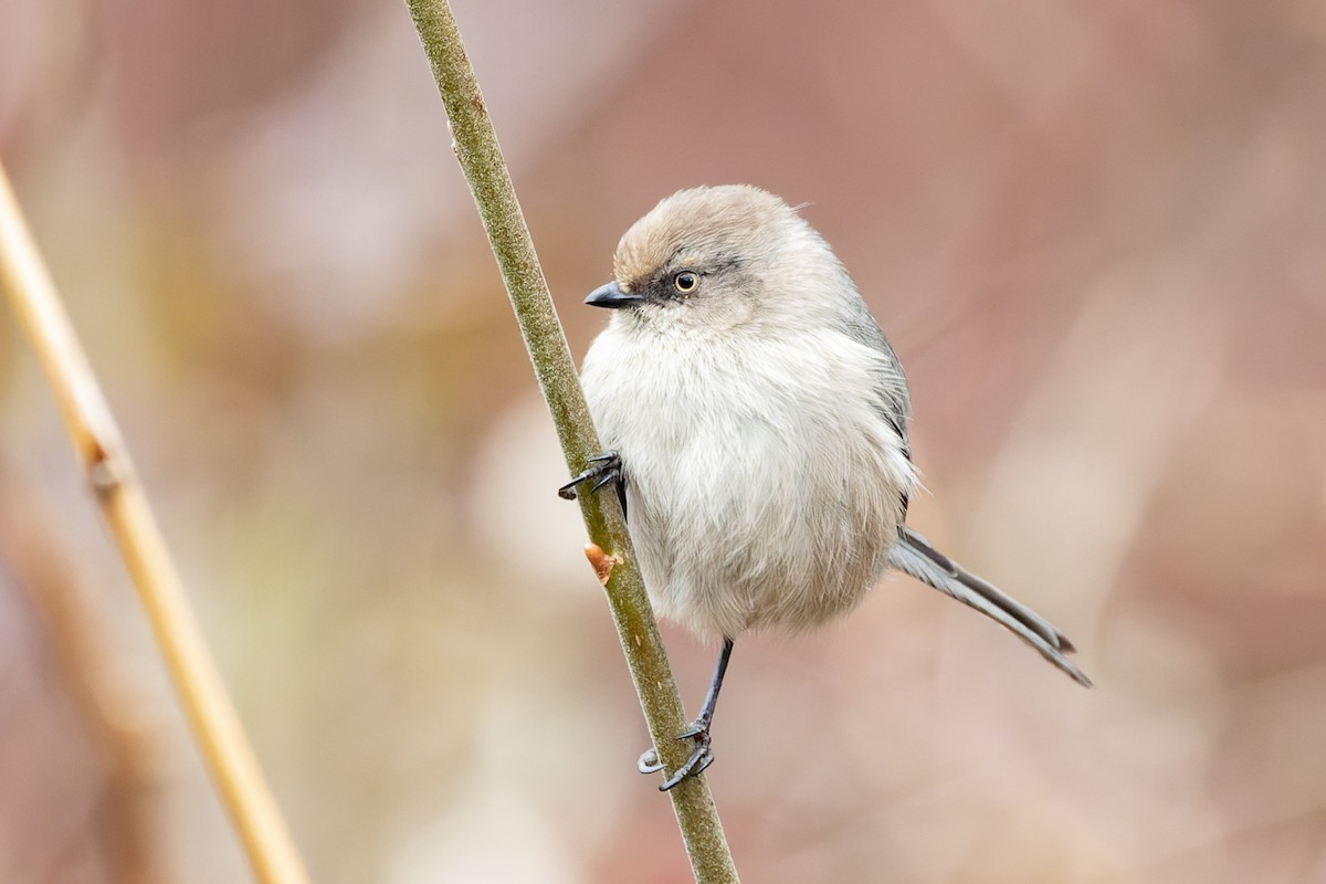 Bushtit (Pacific) - ML414086021