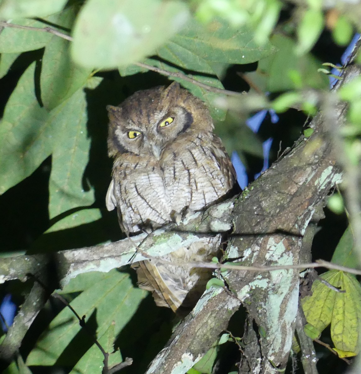 Tropical Screech-Owl - ML414086081