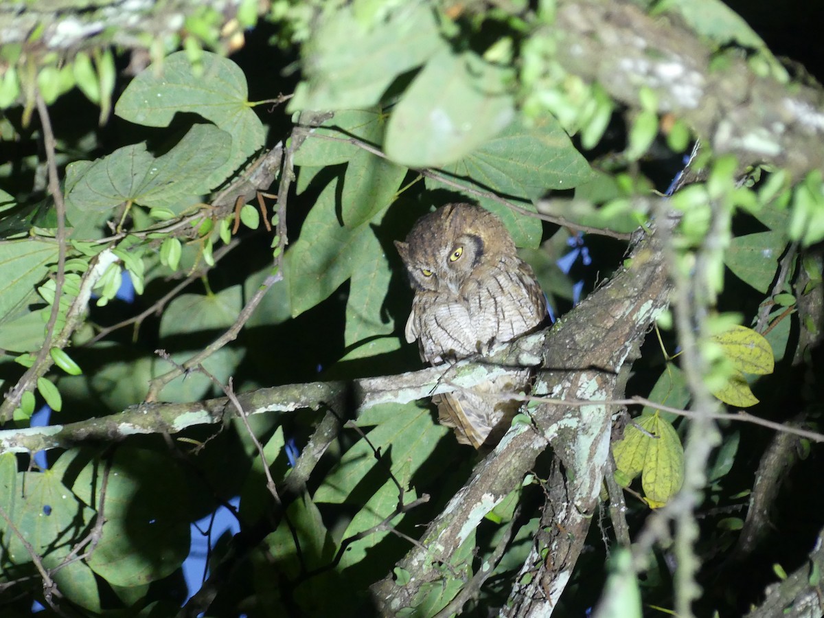 Tropical Screech-Owl - ML414086111