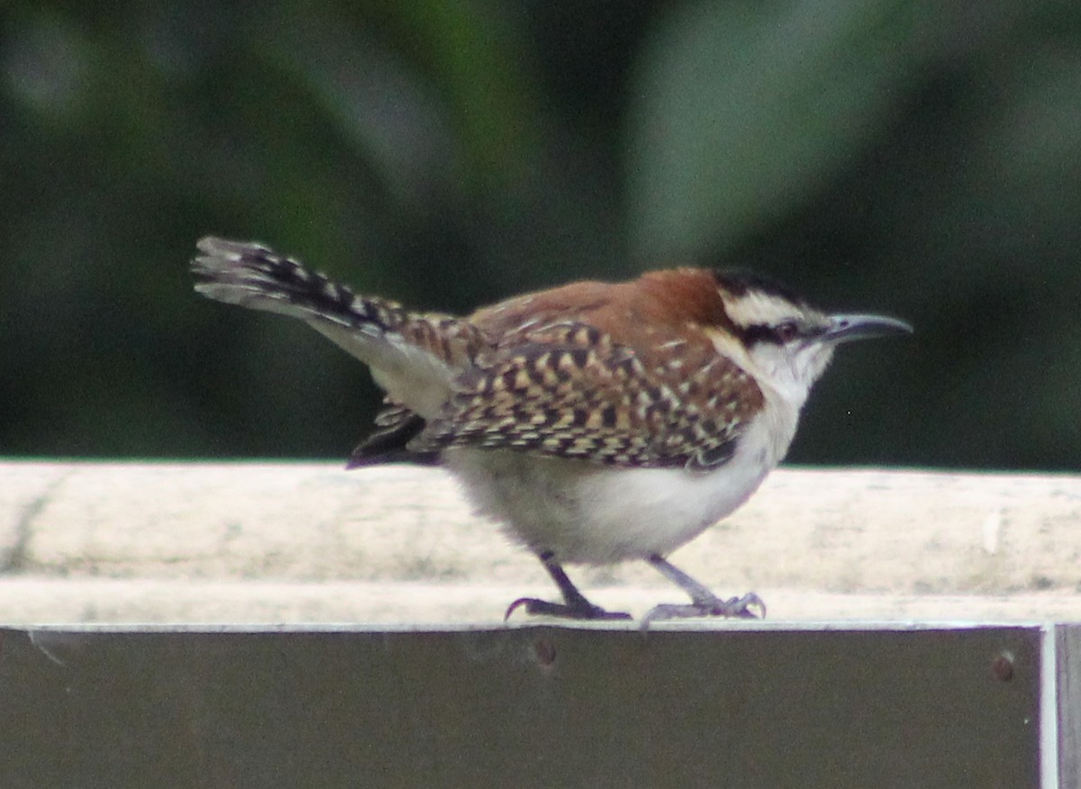 Rufous-naped Wren - Mario Trejo