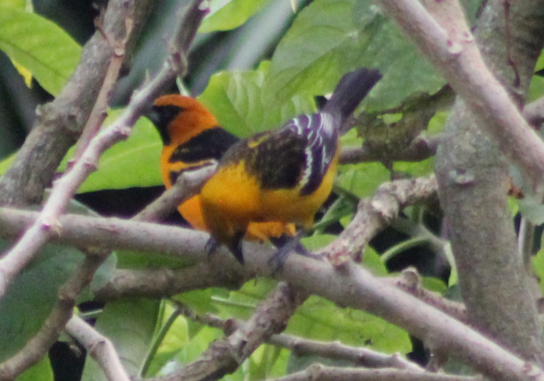 Streak-backed Oriole - Mario Trejo