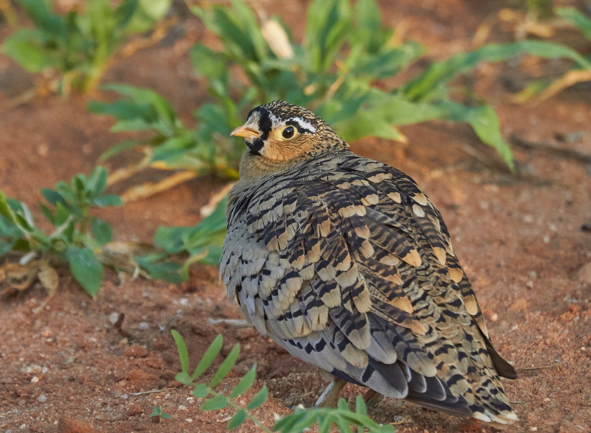 Black-faced Sandgrouse - ML41408801