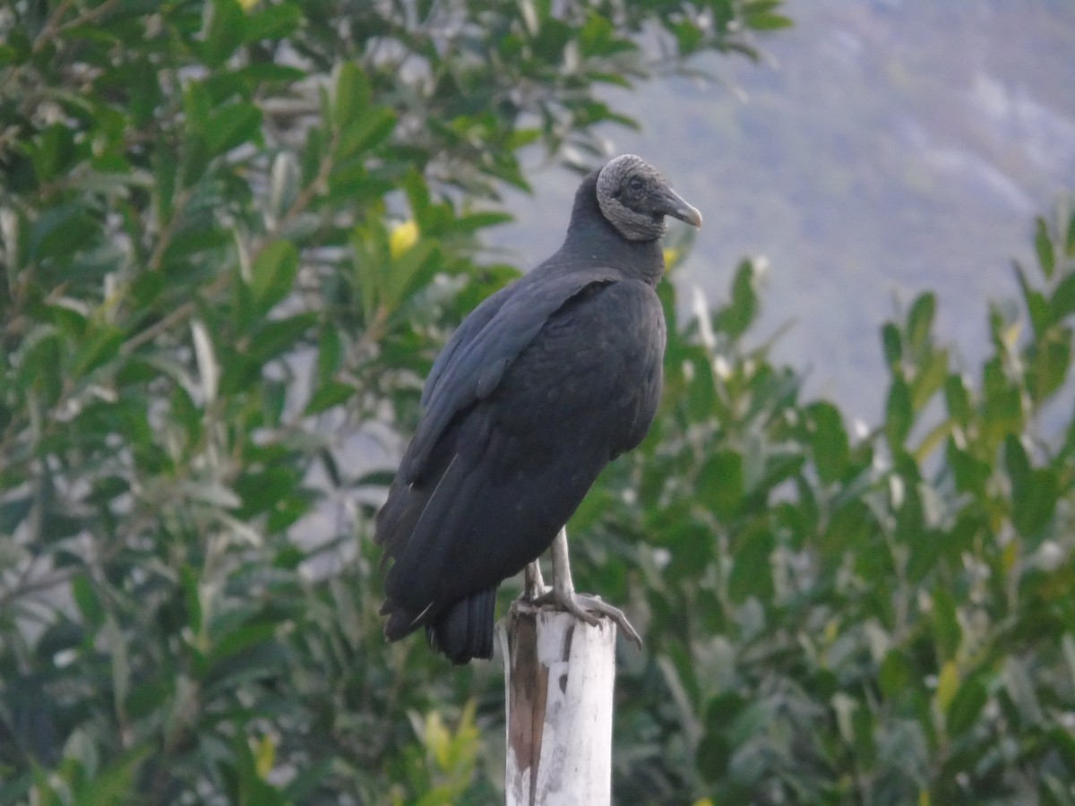 Black Vulture - ML414089051