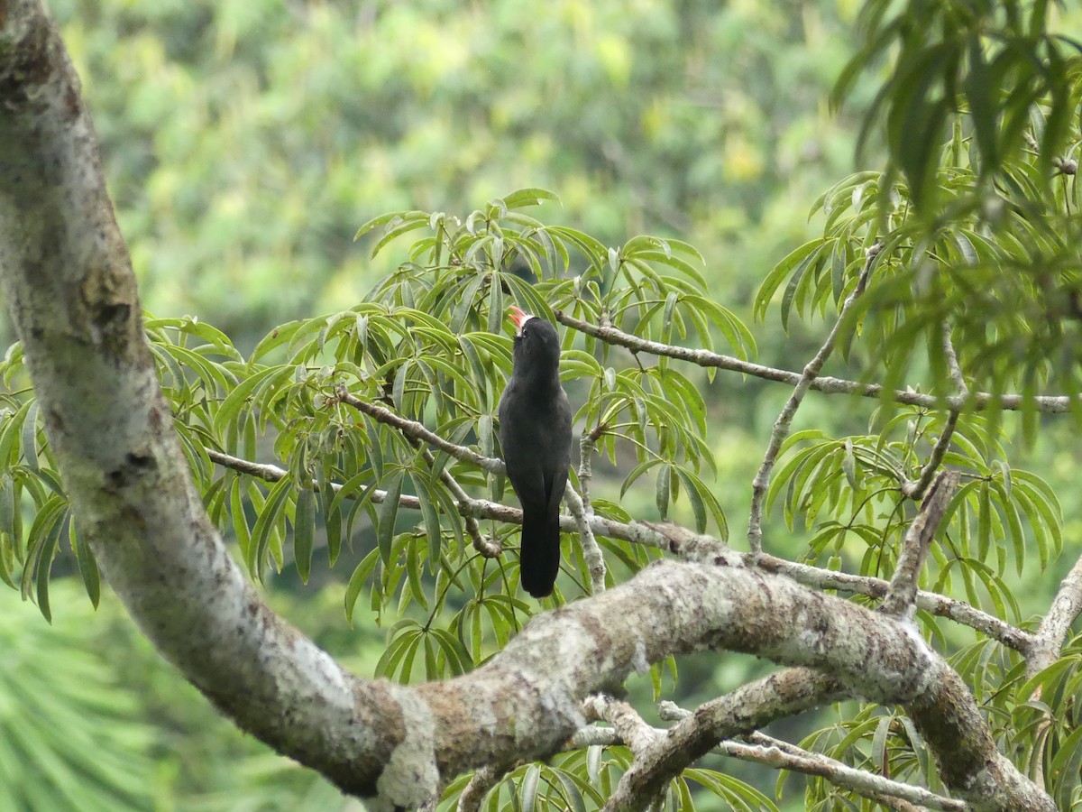 White-fronted Nunbird (White-fronted) - ML414089141