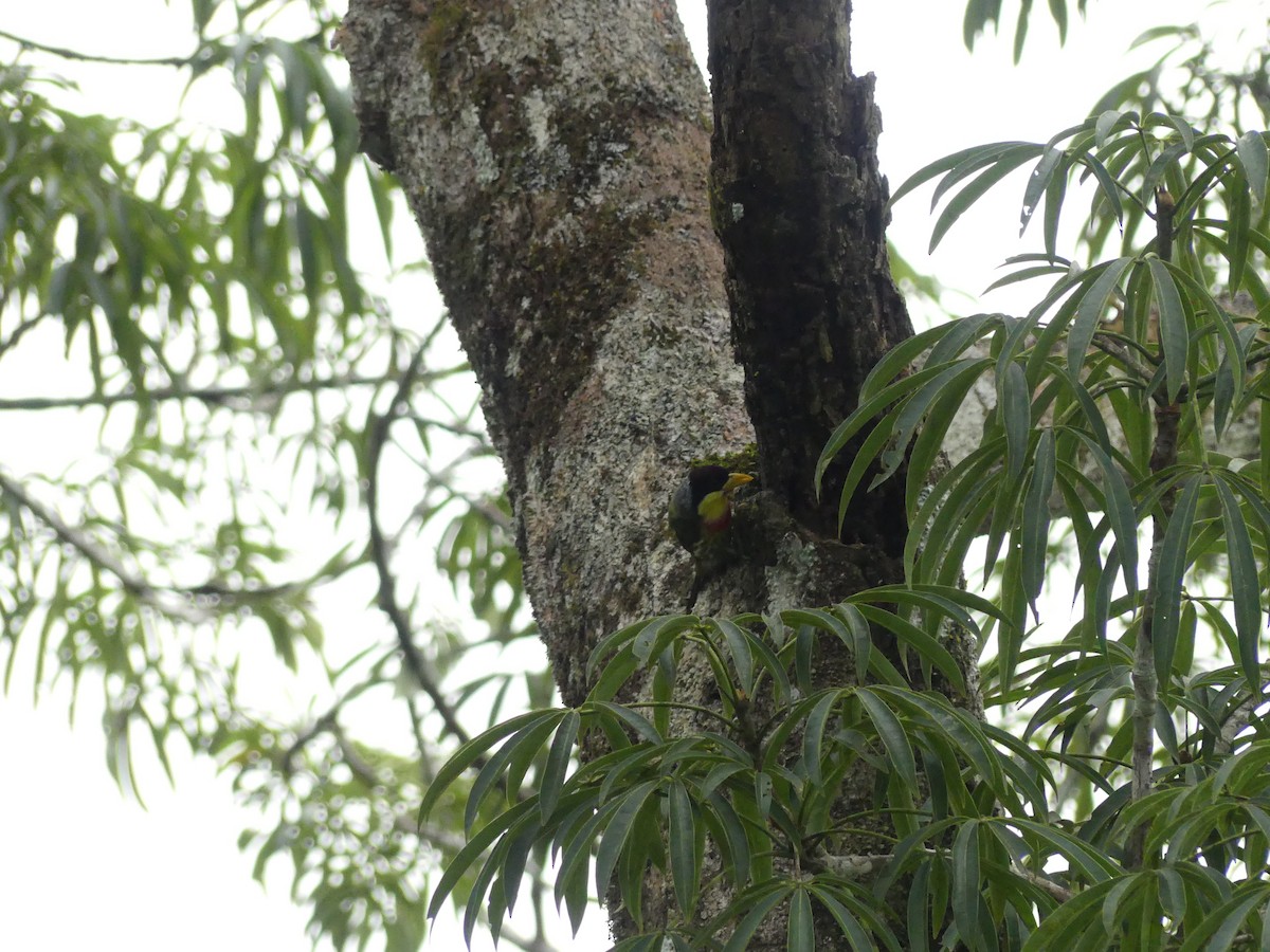 Lemon-throated Barbet (Lemon-throated) - ML414089241