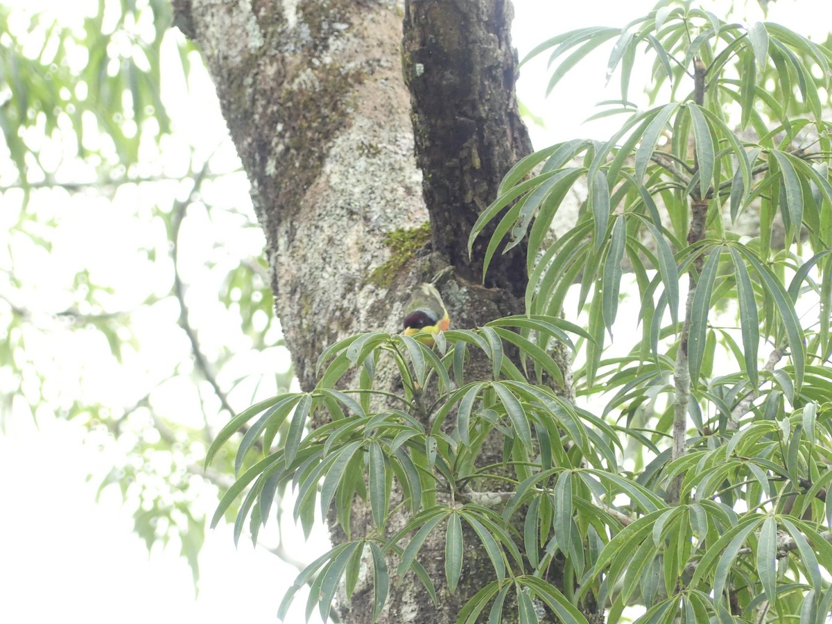 Lemon-throated Barbet (Lemon-throated) - ML414089251