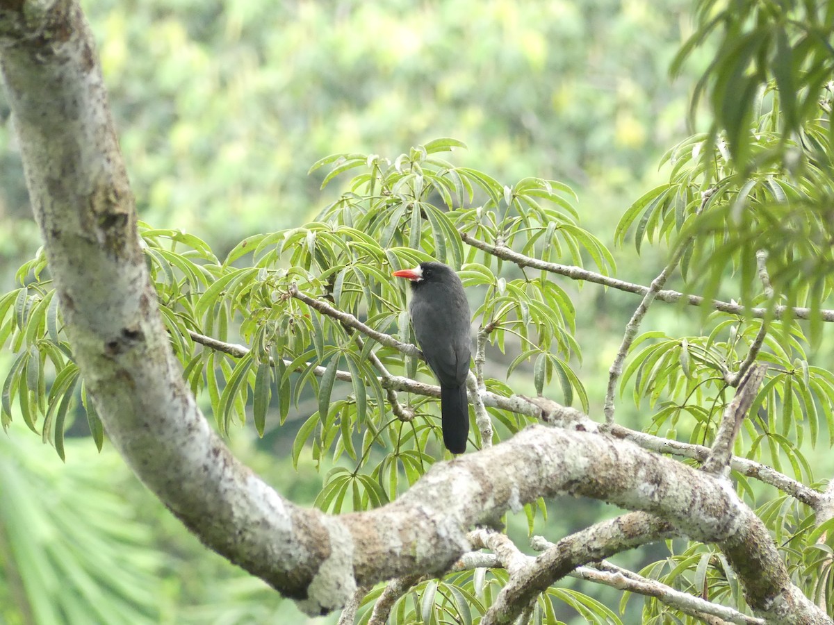 White-fronted Nunbird (White-fronted) - Peter Kavouras