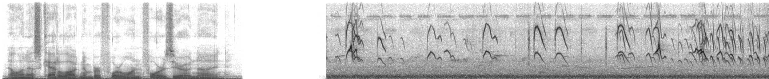 svartryggmannikin - ML41409