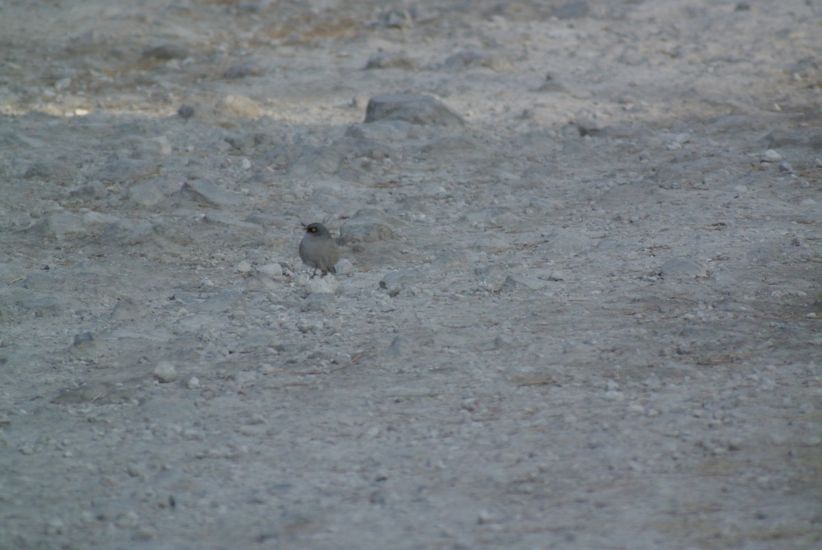 Yellow-eyed Junco - ML414091511